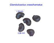 Glandulicactus crassihamatus.jpg